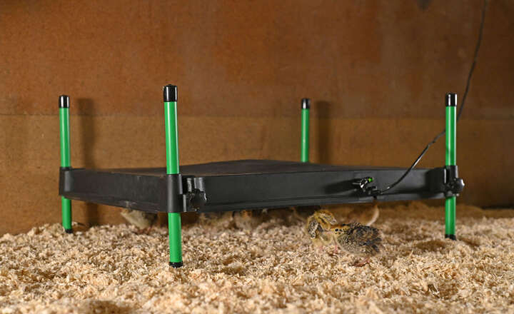 KERBL Wärmeplatte CosyHeat mit integriertem Thermostat